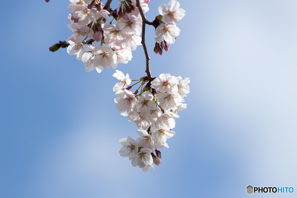春桜2