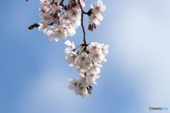 春桜2