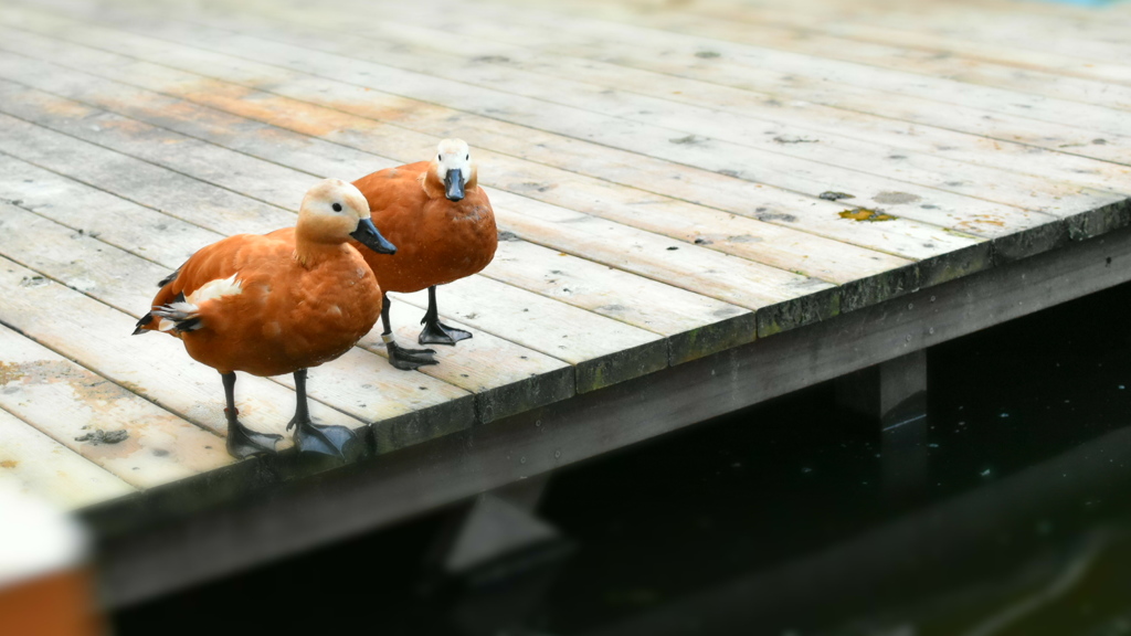 かも