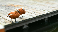 かも
