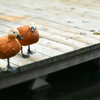 かも