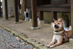 こみんか