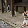 こみんか