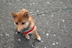 かえりたくない