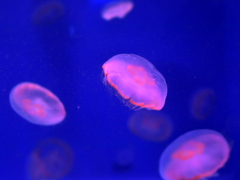 クラゲ