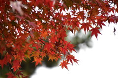 紅葉