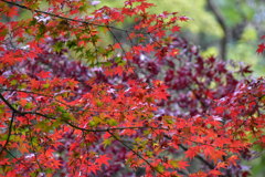 紅葉