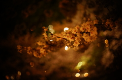 夜桜