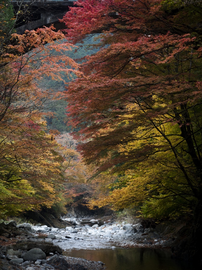 紅葉１−大芦川（鹿沼）にて