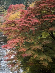 紅葉２−大芦川にて
