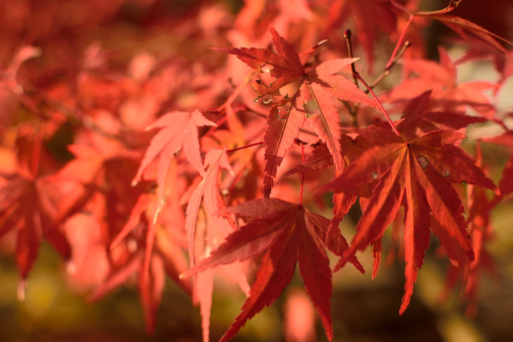 綺麗な紅葉