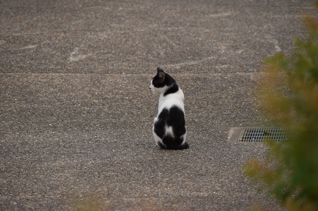 cat