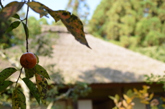 芭蕉ゆかりの地（落柿舎）