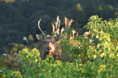 若草山の鹿