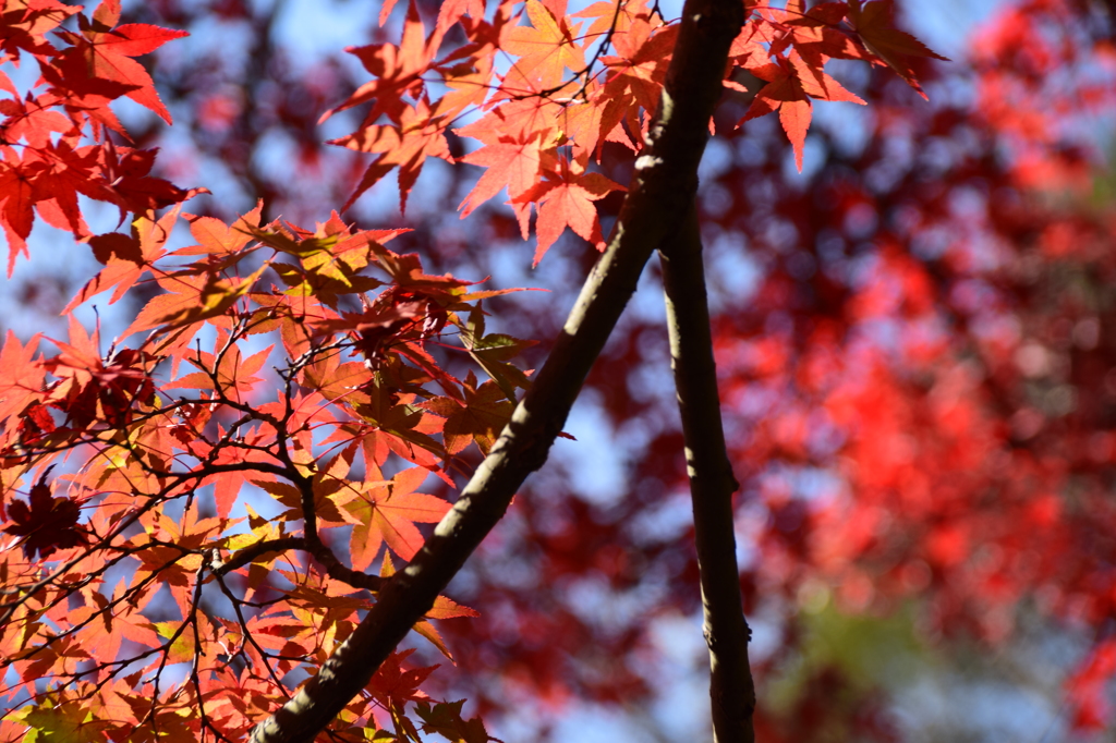 紅葉