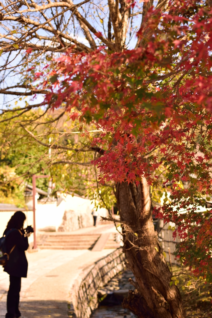 紅葉の小道