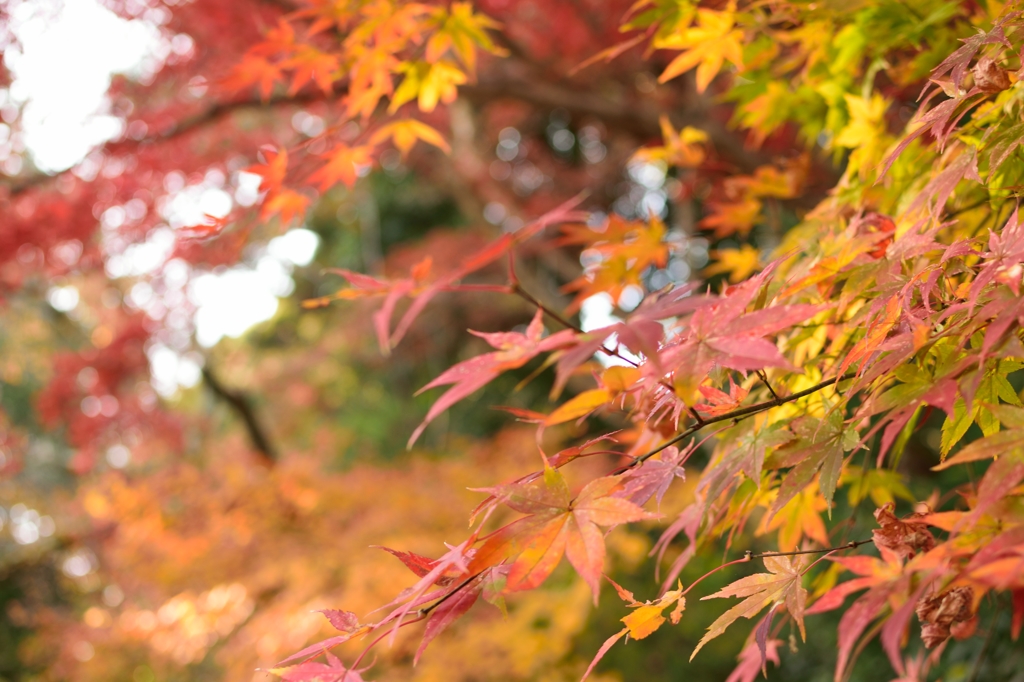 紅黄葉