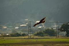 鳶