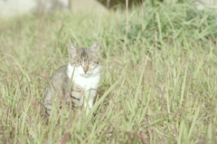 野良猫