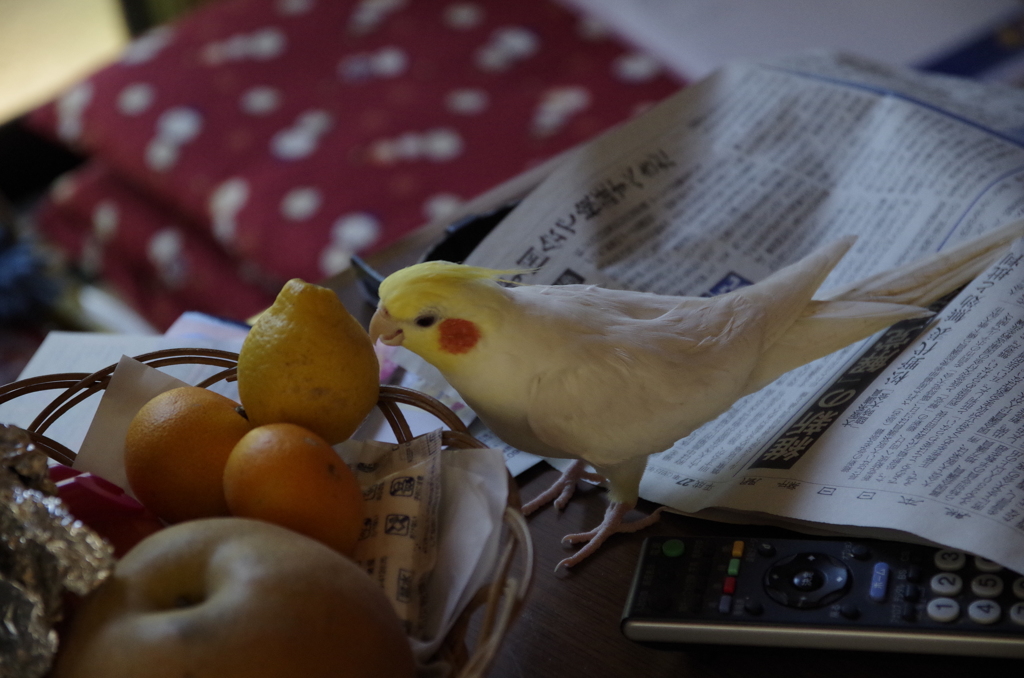 オカメインコ