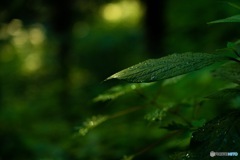 すいてき