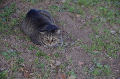 大猫様