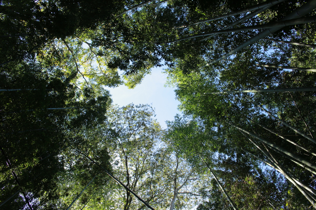 嵐山竹林