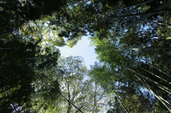 嵐山竹林
