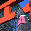 伏見稲荷神社の鳥居前です