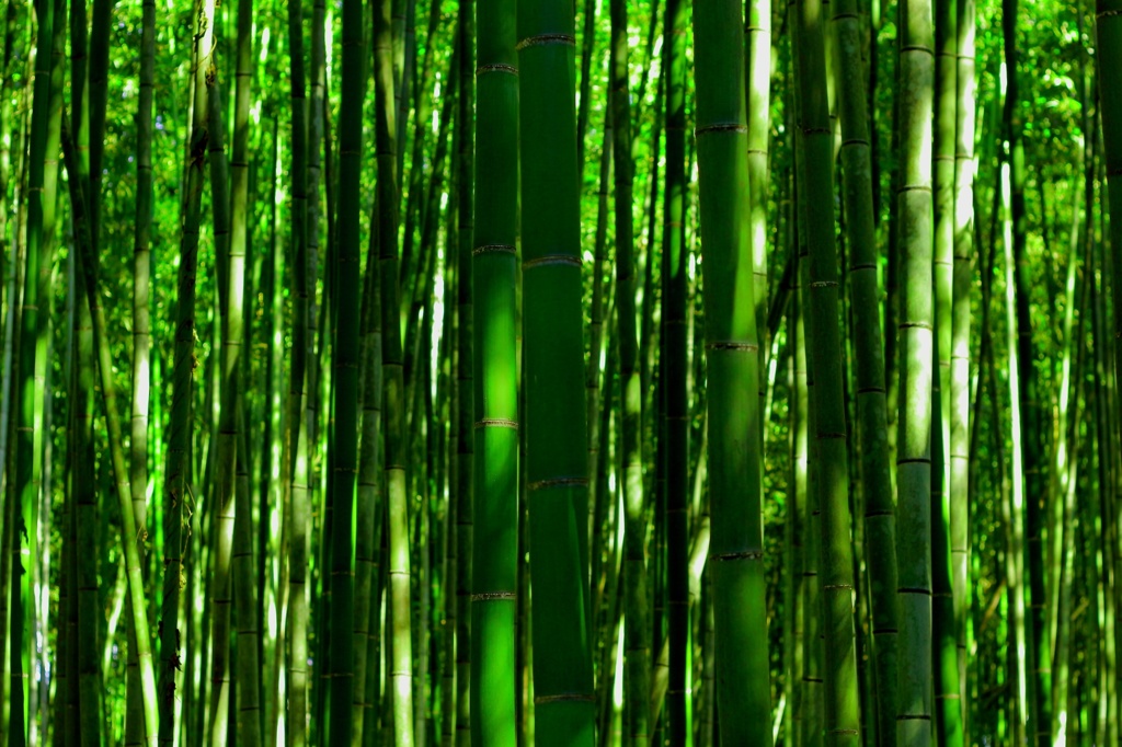 竹だらけ