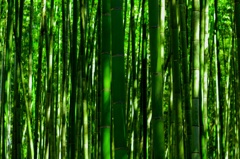 竹だらけ