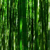 竹だらけ