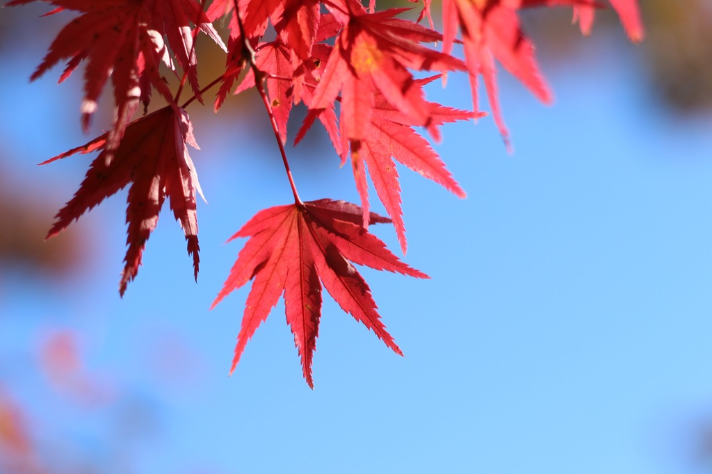 紅葉