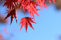 紅葉