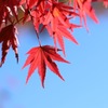 紅葉