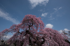 日輪寺の枝垂れ桜２