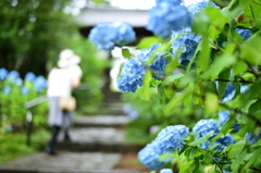 アジサイ寺