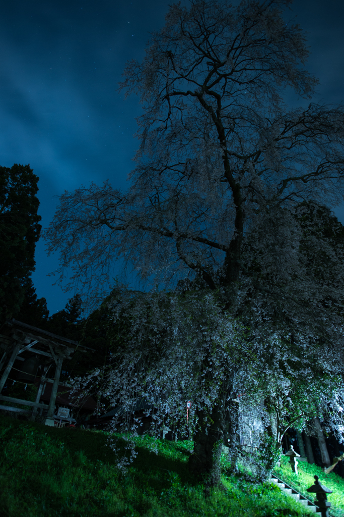 夜桜