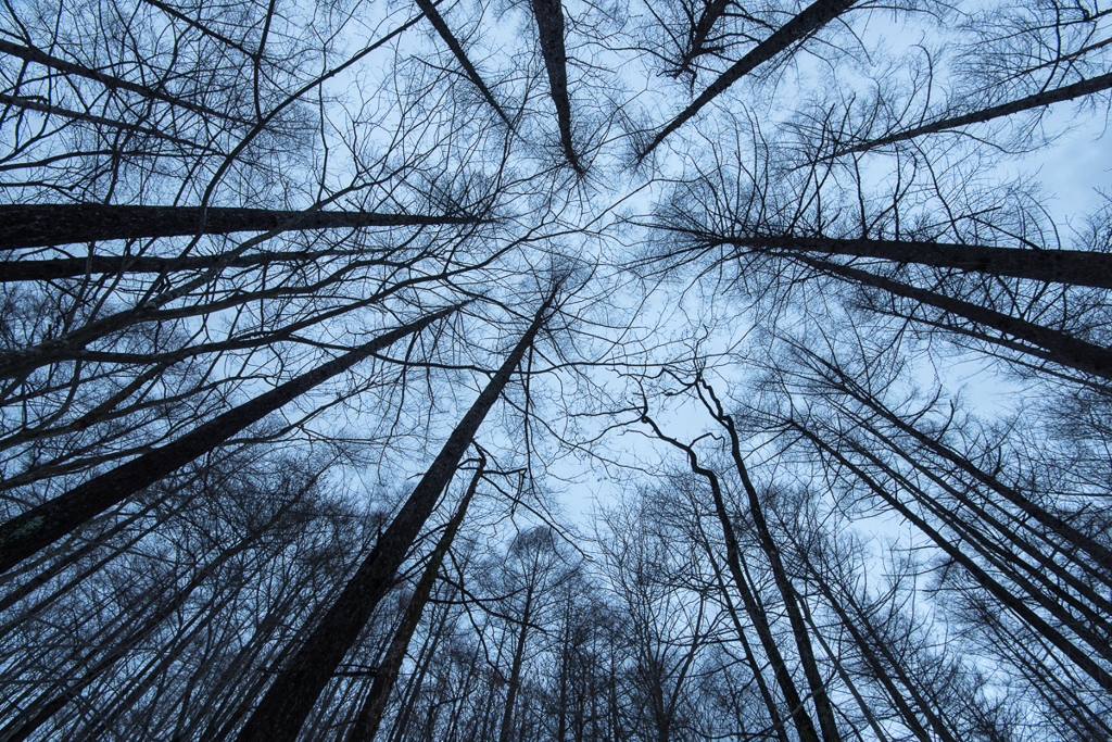 泉ヶ岳の林にて