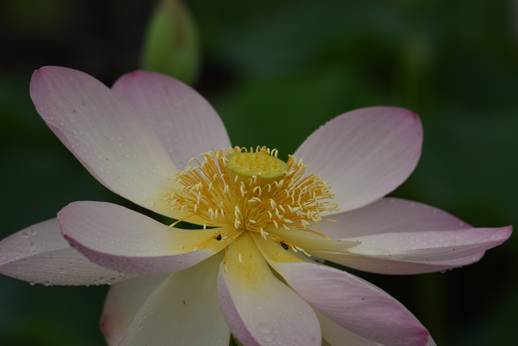 古代に思いを寄せる