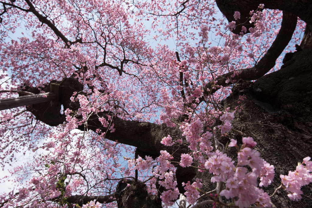 日輪寺の枝垂れ桜