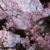 日輪寺の枝垂れ桜