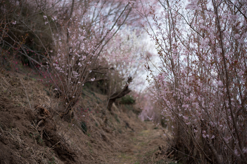 花見山にて