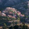 山笑う里山　高峯