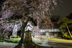 大隣寺の枝垂れ桜