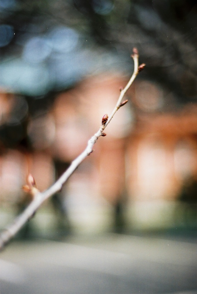 これからの桜