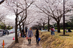 SAKURA　＆　美人