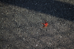 あ　Leaf