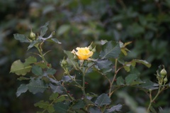 Lonely Rose