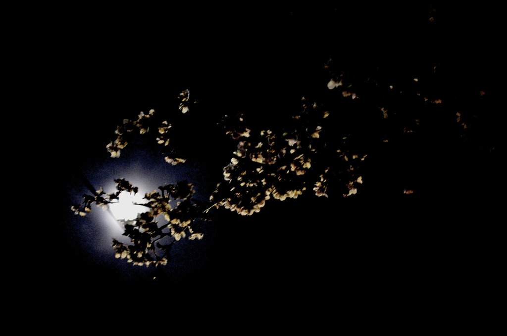 月と桜